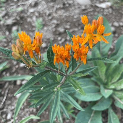 Northeast Native Wildflower Seed Mix