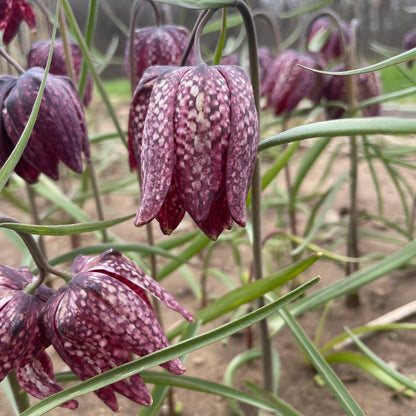 Fritillaria meleagris Mixture