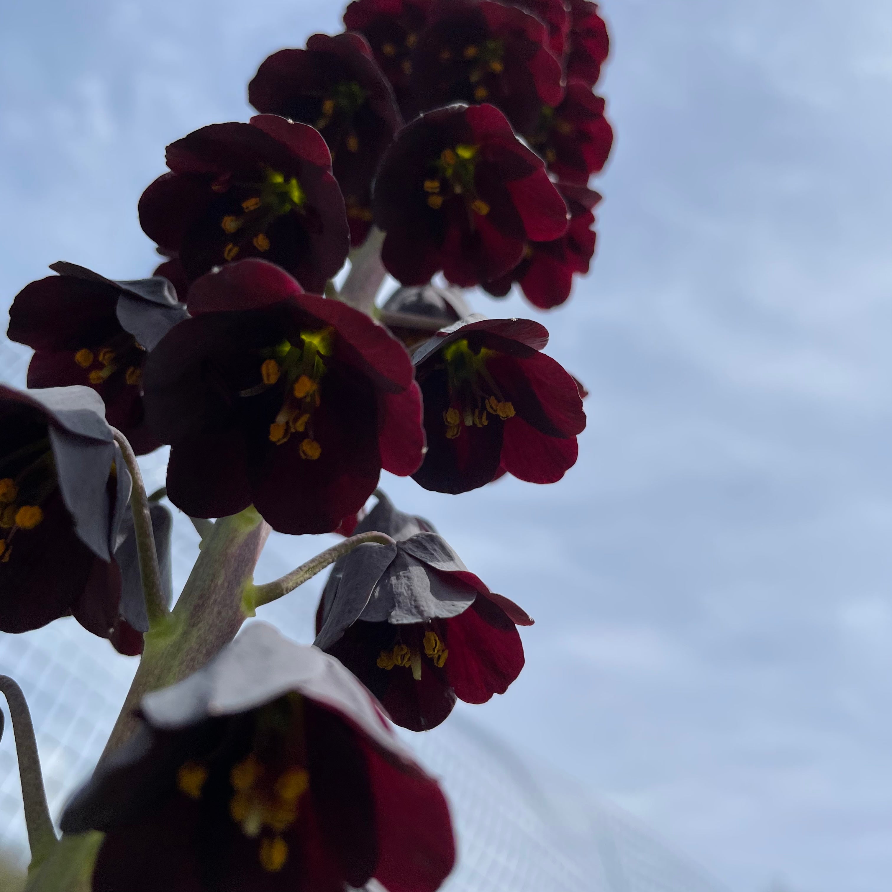 Fritillaria persica