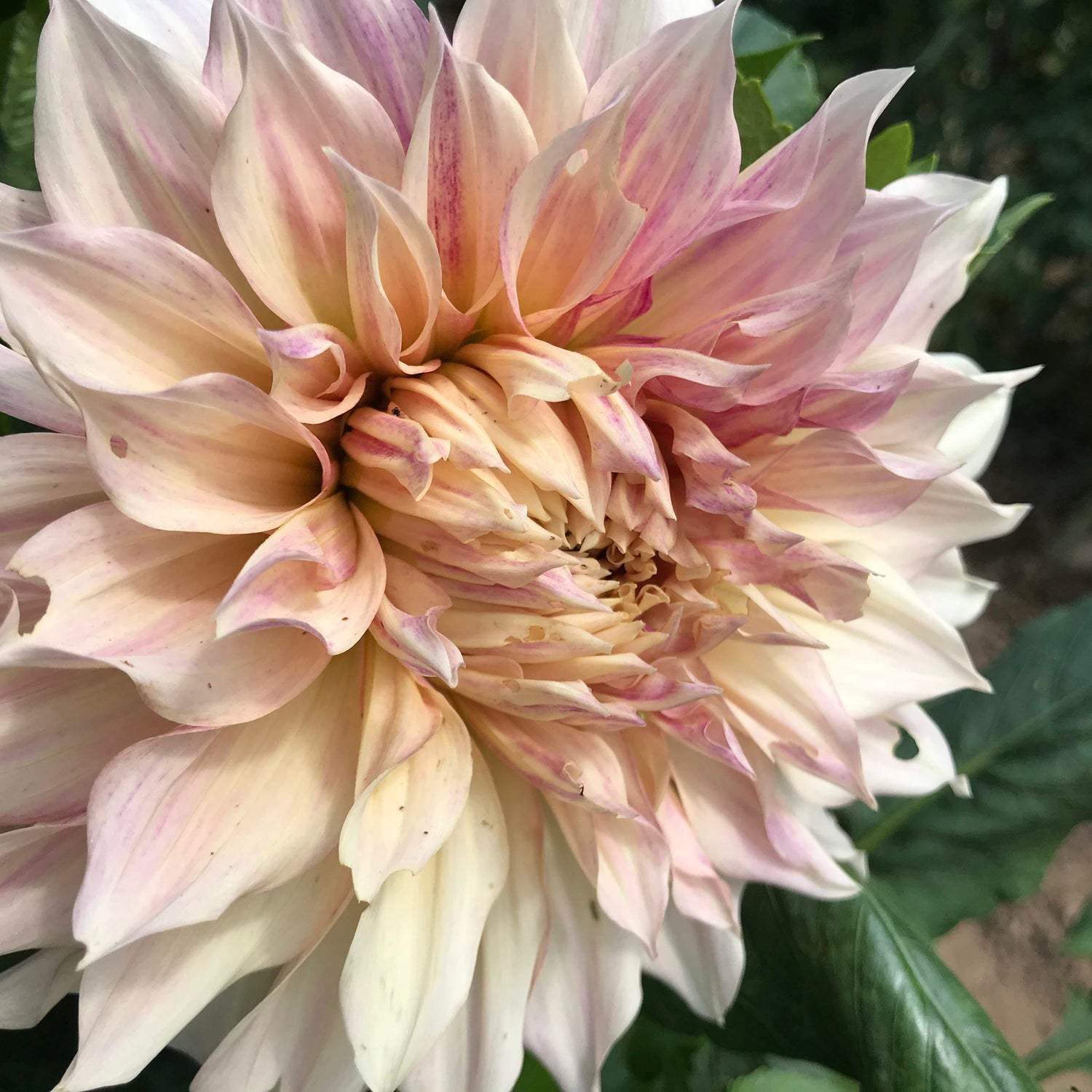 Cafe au Lait Dahlia Tuber