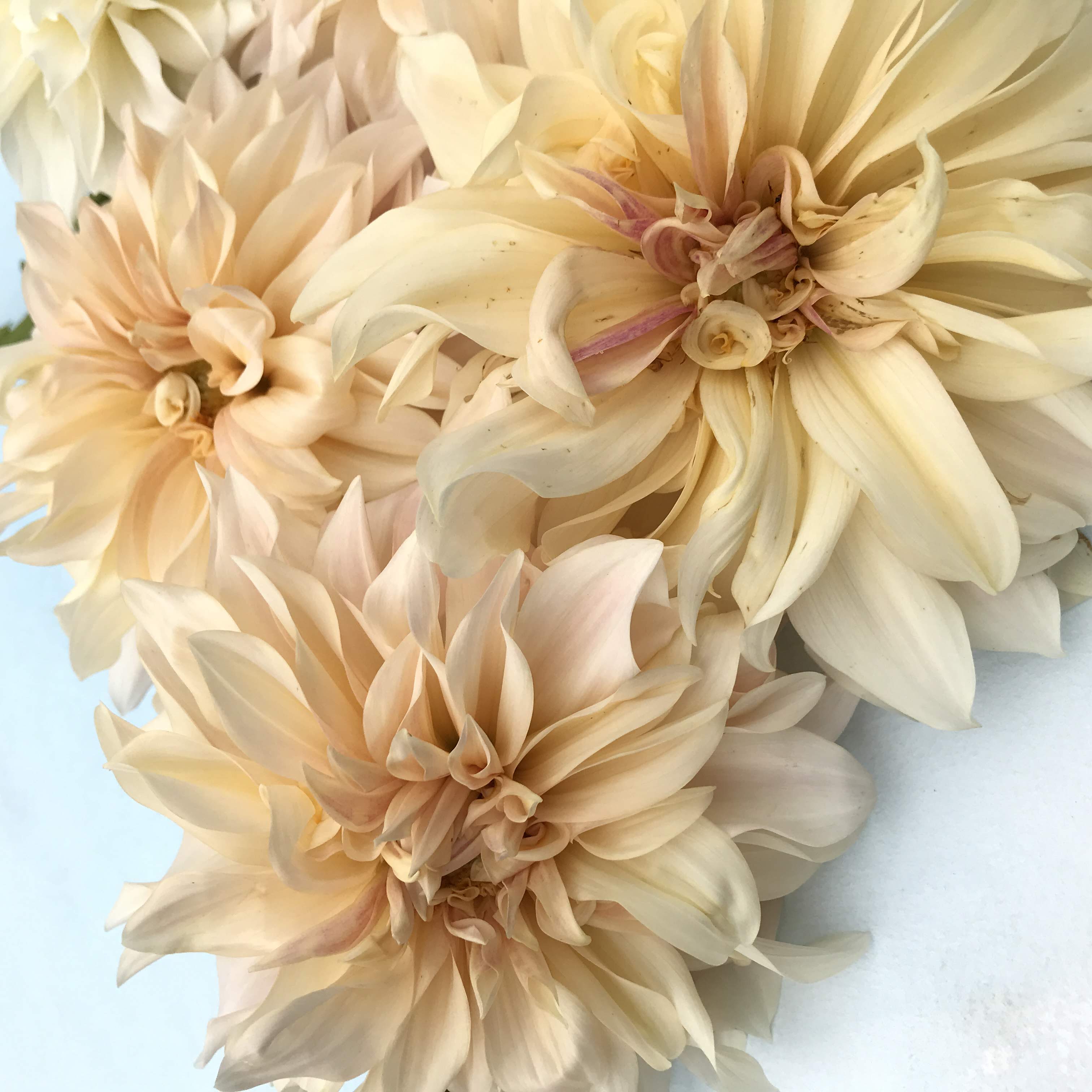 Cafe au Lait Dahlia Tuber