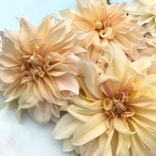 Cafe au Lait Dahlia