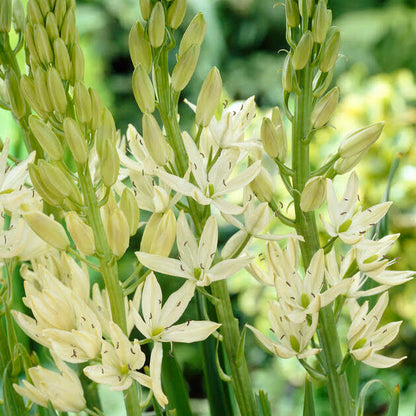 Camassia leichtlinii alba