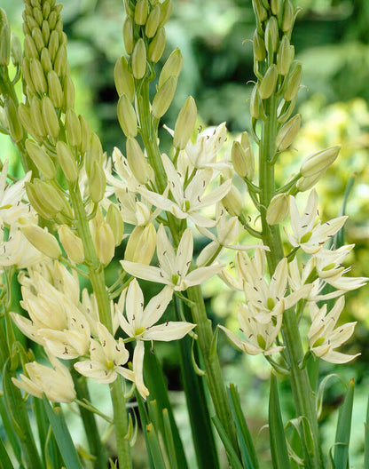 Camassia leichtlinii alba