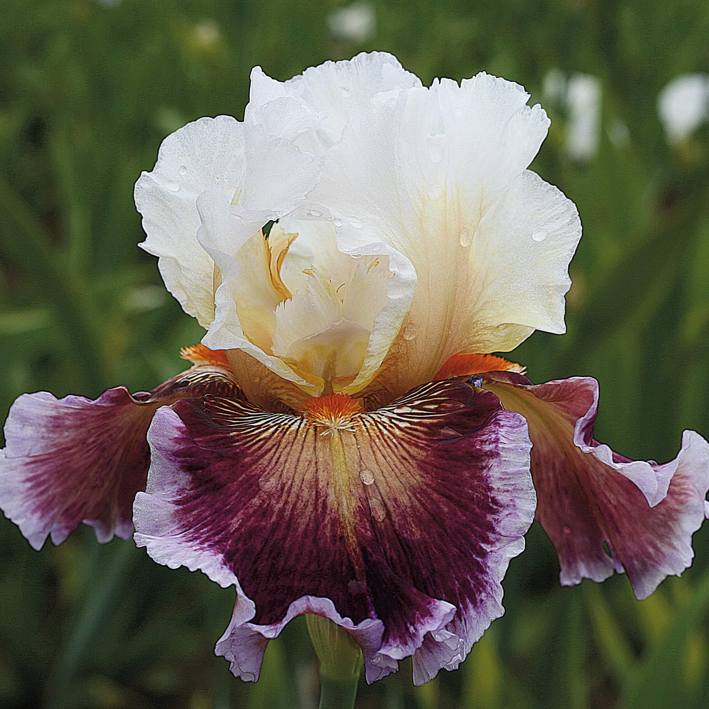 Bearded Iris &