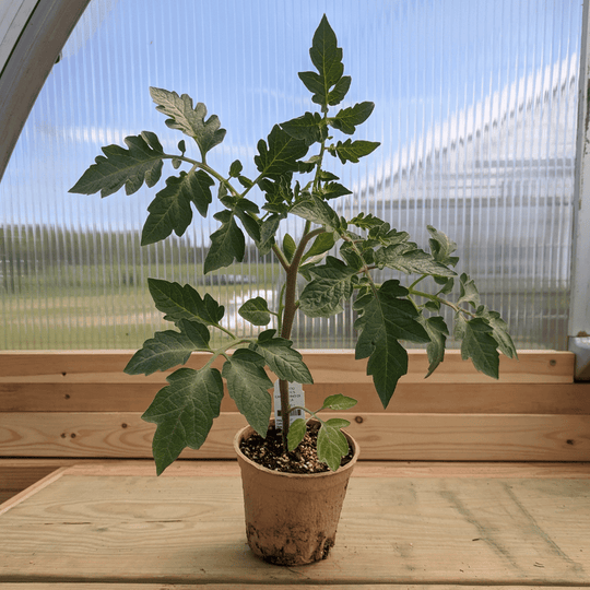 Cesare's Canestrino di Lucca Tomato Seedlings