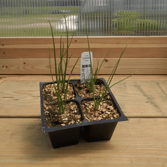 Chives Seedlings