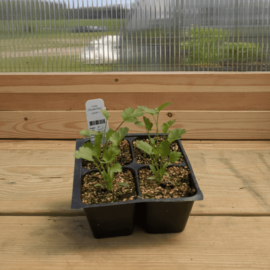 Cilantro / Coriander Seedlings