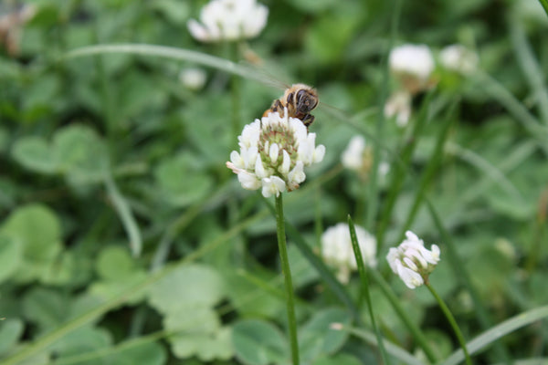 White Clover Cover Crop