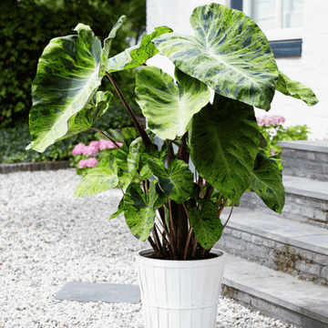 Elephant Ears