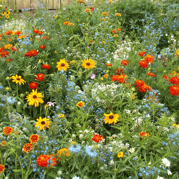 Colorscape Garden Flower Mix