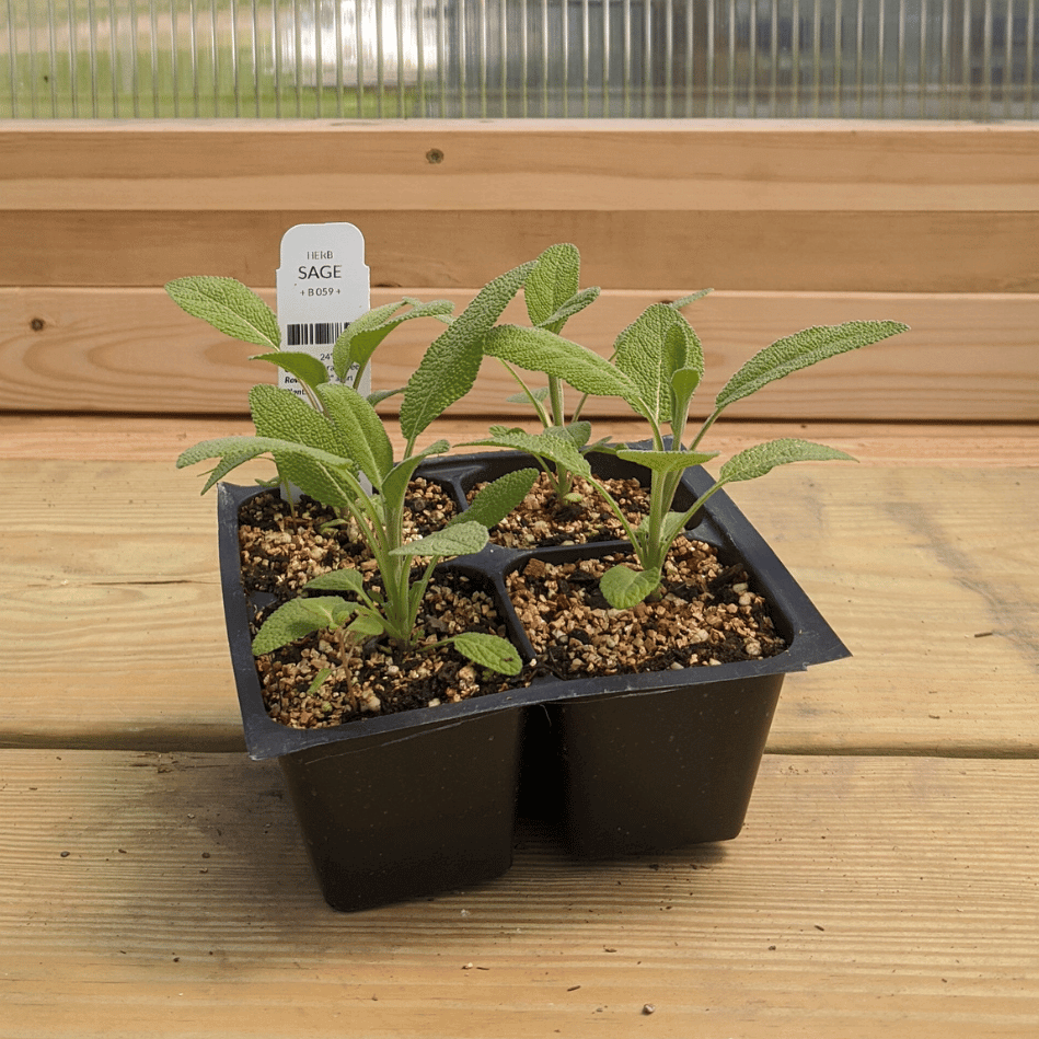 Common Sage Seedlings