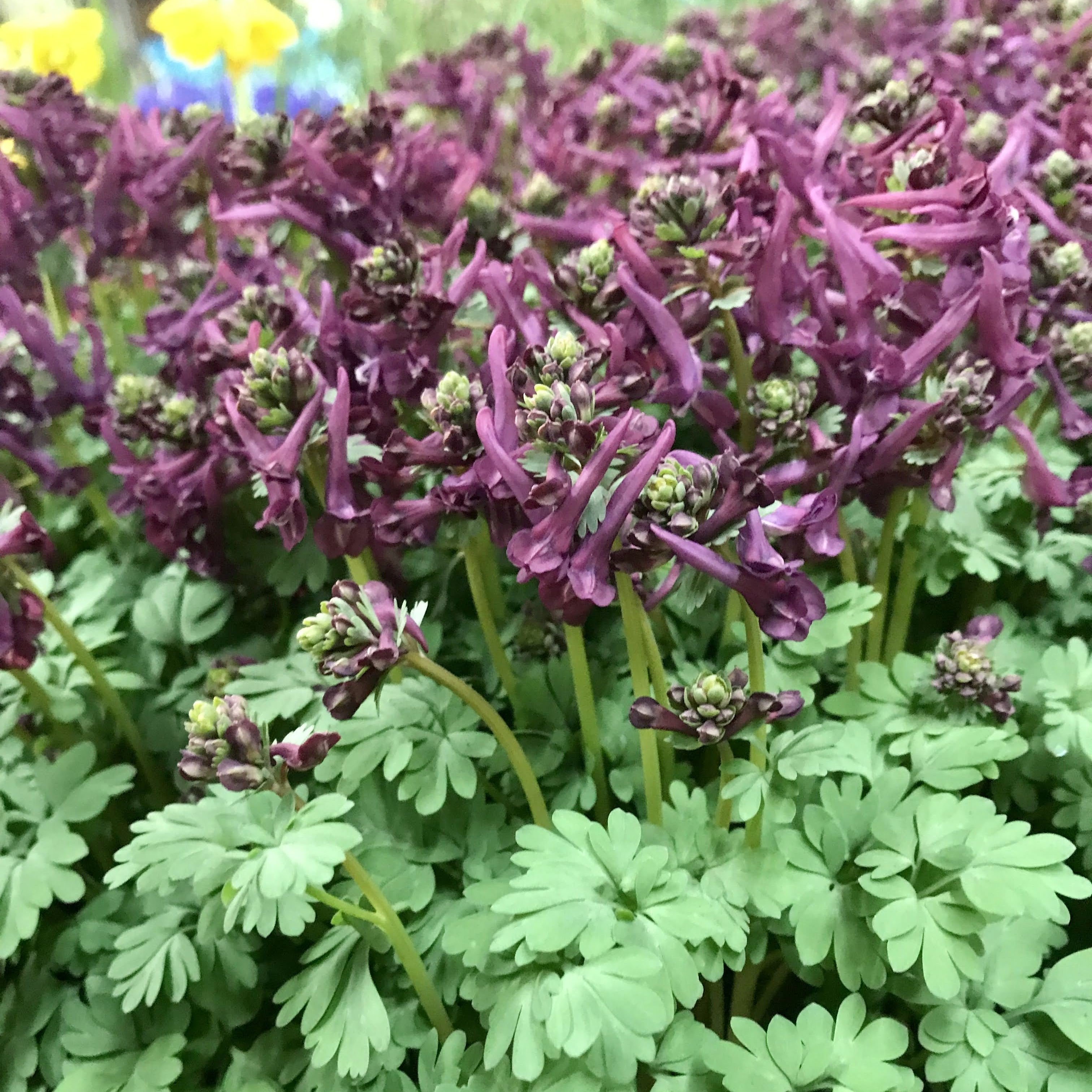 Corydalis solida &