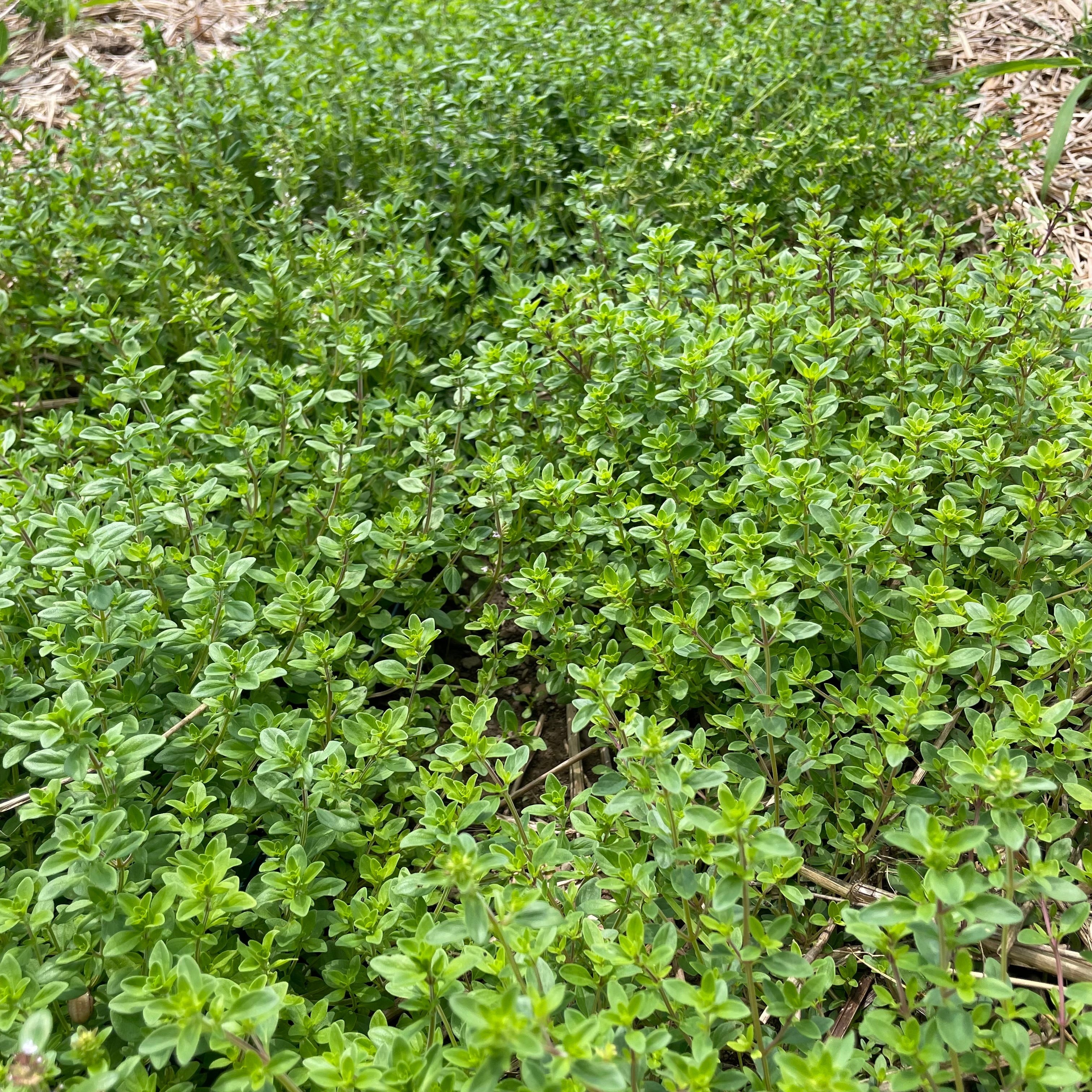 Creeping Thyme