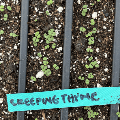 Creeping Thyme Seedling