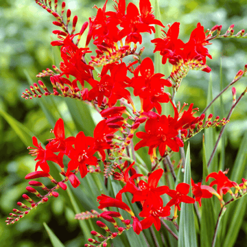 Crocosmia