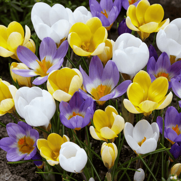 Crocus