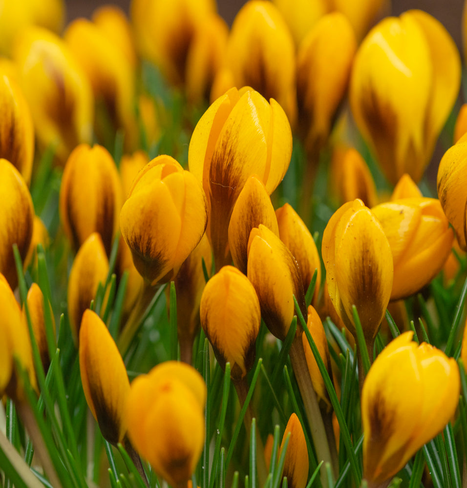 Crocus chrysanthus 'Goldilocks' – Hudson Valley Seed Company