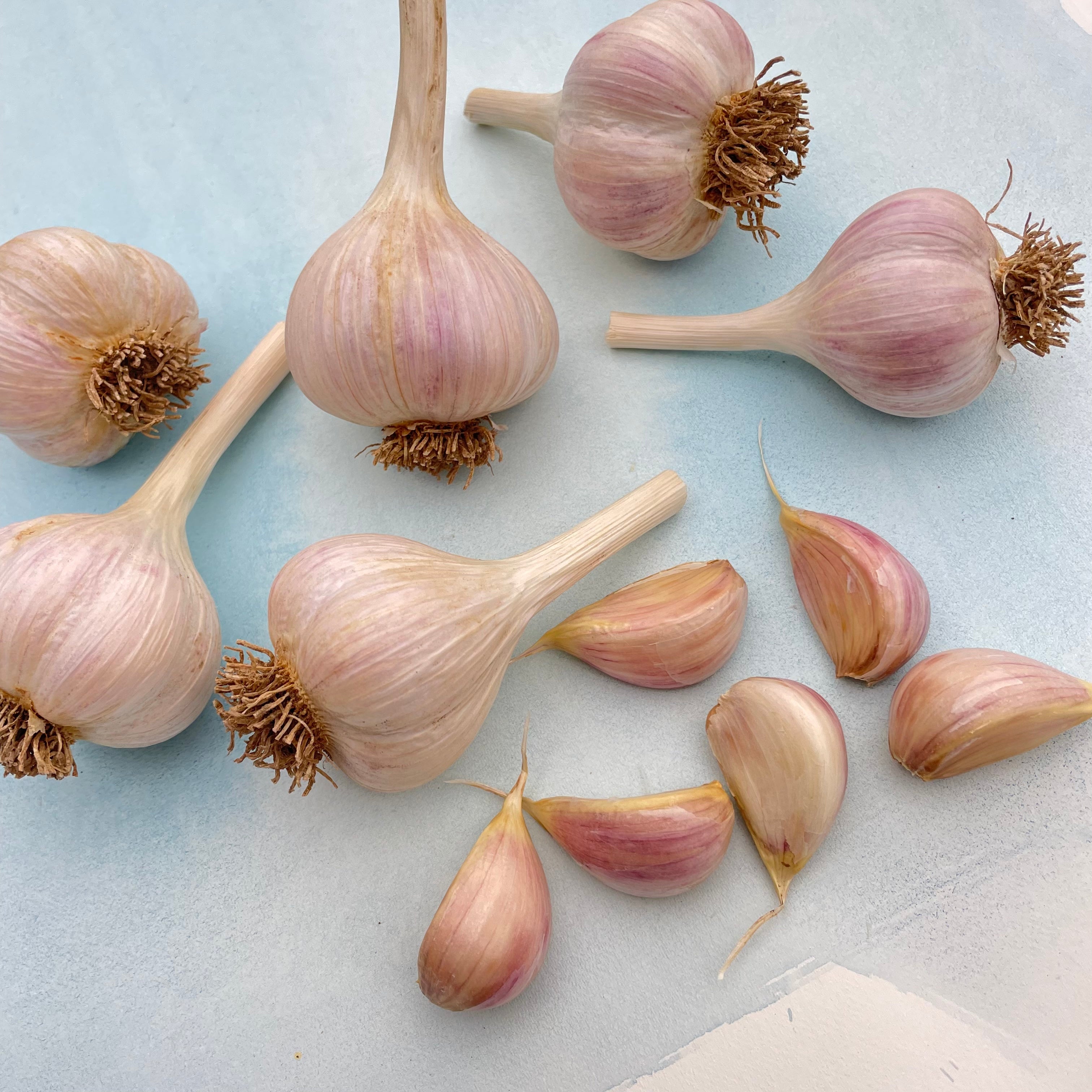 German Extra Hardy Hardneck Garlic