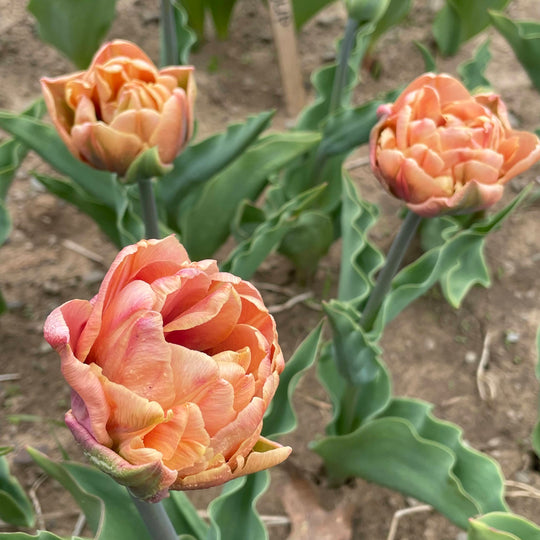 Tulip 'La Belle Epoque'