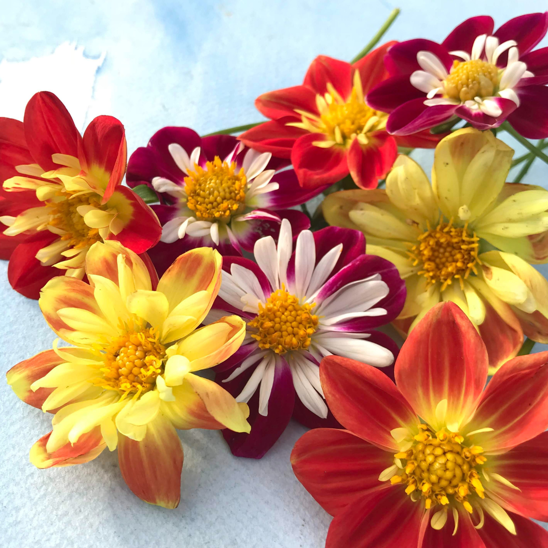 Dandy Collarette Dahlia Tuber Collection