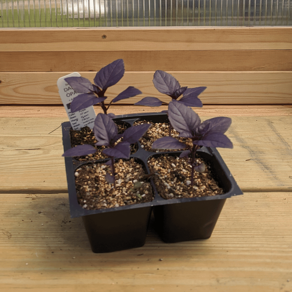 Dark Opal Basil Seedlings