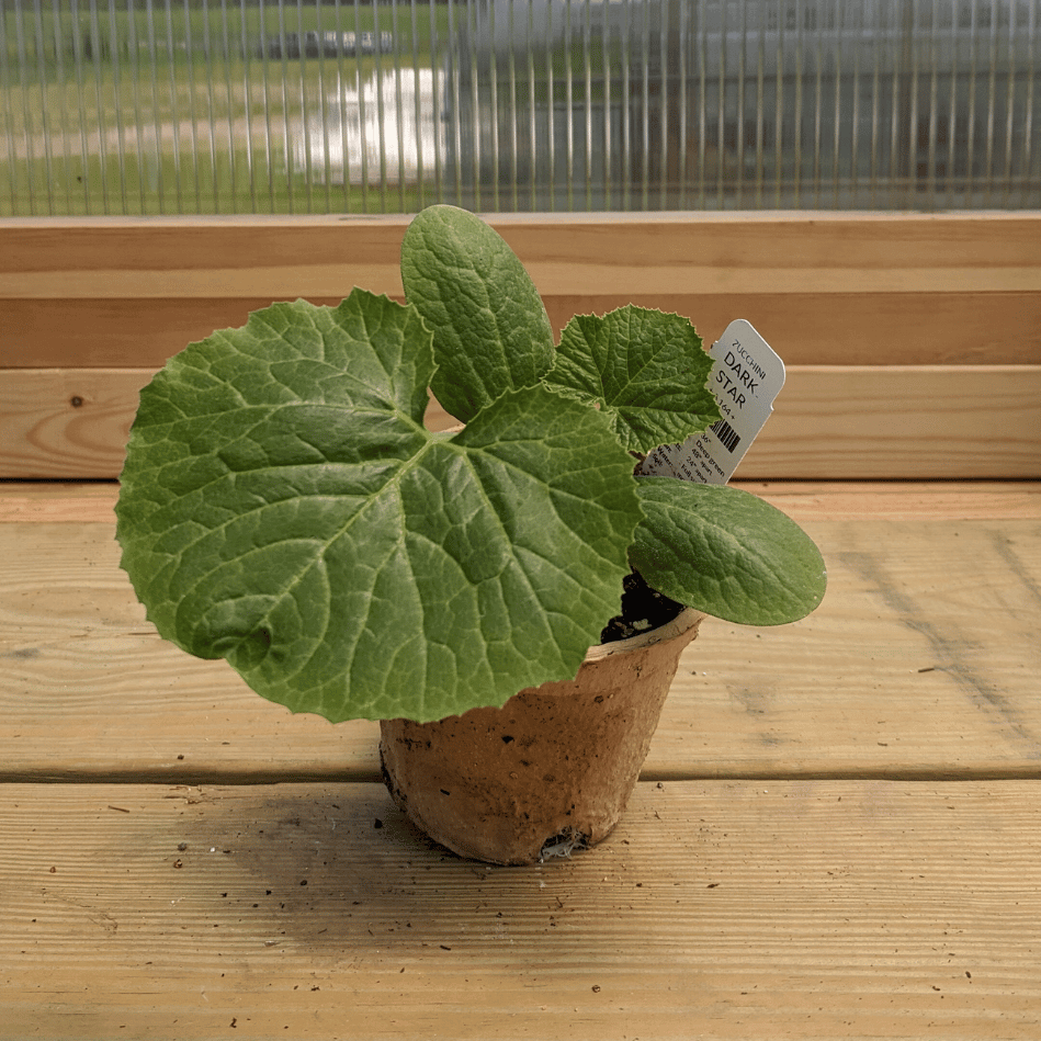 Dark Star Zucchini Seedlings