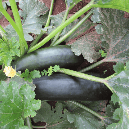 Dark Star Zucchini