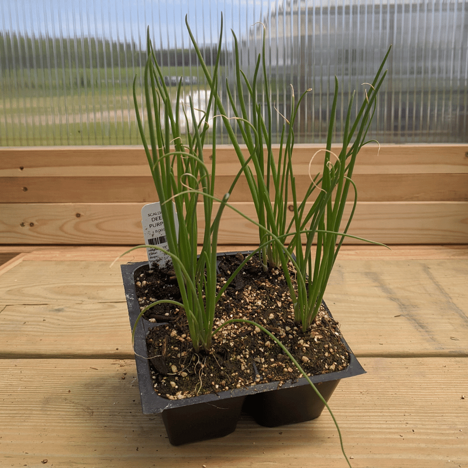 Deep Purple Bunching Onion Seedlings