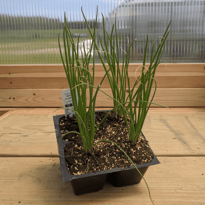 Deep Purple Bunching Onion Seedlings