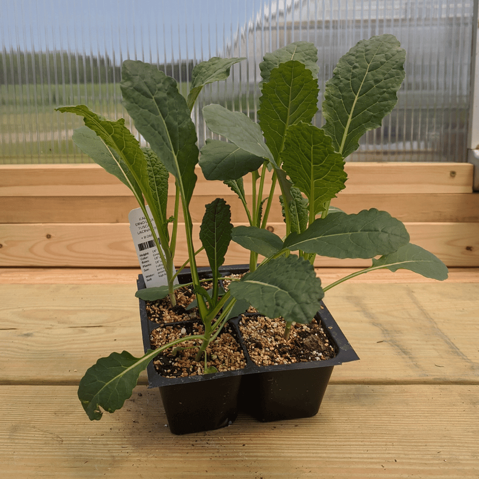 Dino Kale Seedlings