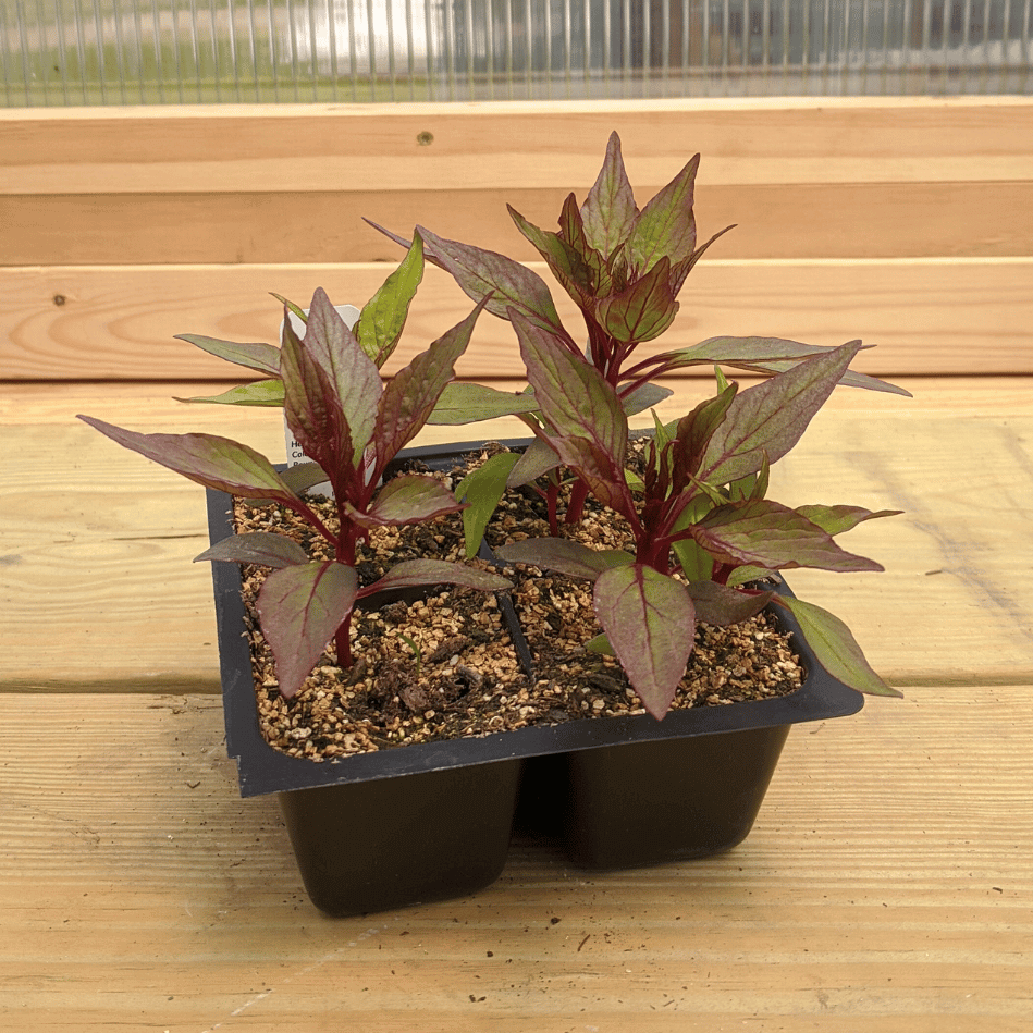 Dracula Celosia Seedlings