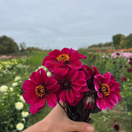 Dracula Dark Dahlia