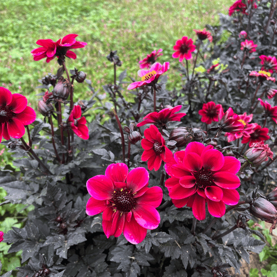 Dracula Dark Dahlia