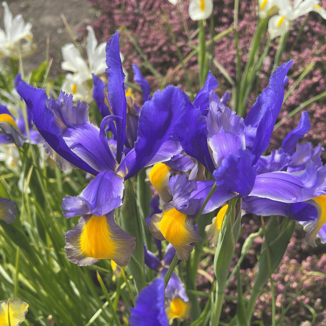 Dutch Iris &