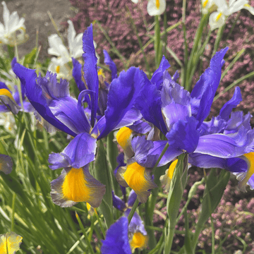 Irises