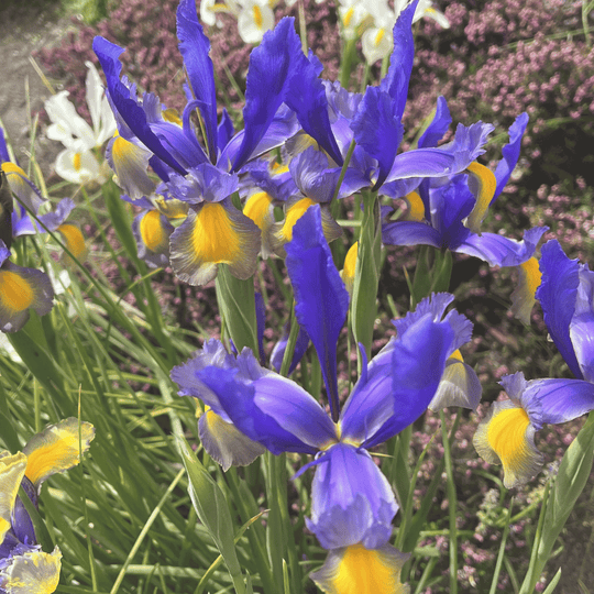 Dutch Iris 'Miss Saigon'