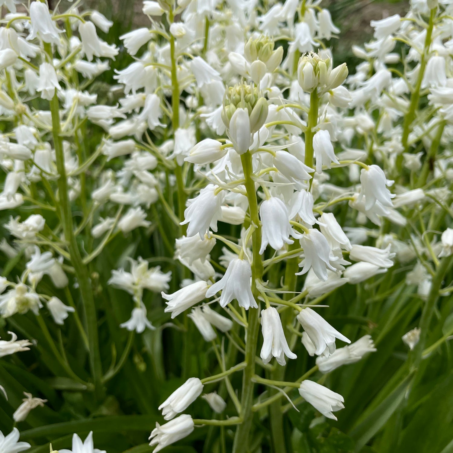 Hyacinthoides hispanica &