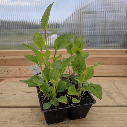 Echinacea Seedlings