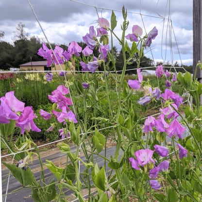 Ella Mountbatten Sweet Pea