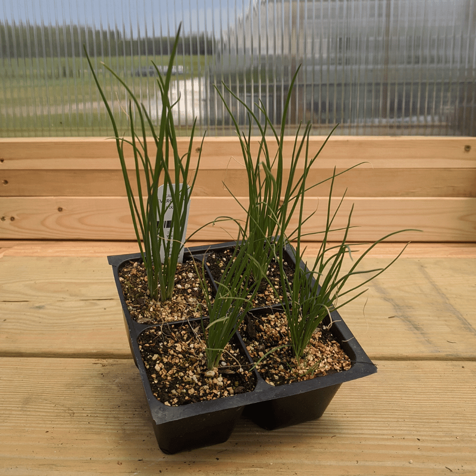 Evergreen Scallion Seedlings