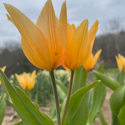 Species Tulip praestans &