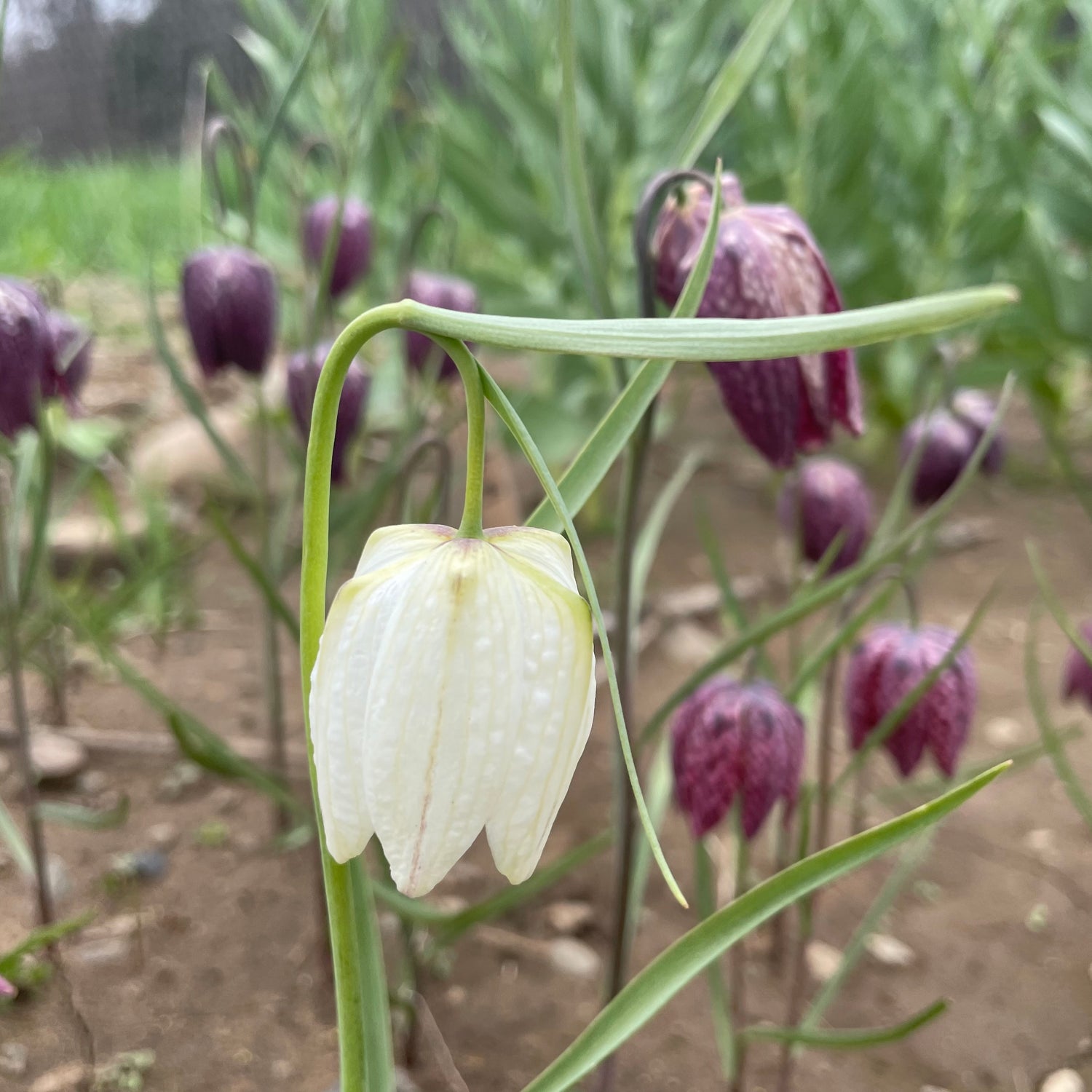 Fritillaria meleagris Mixture