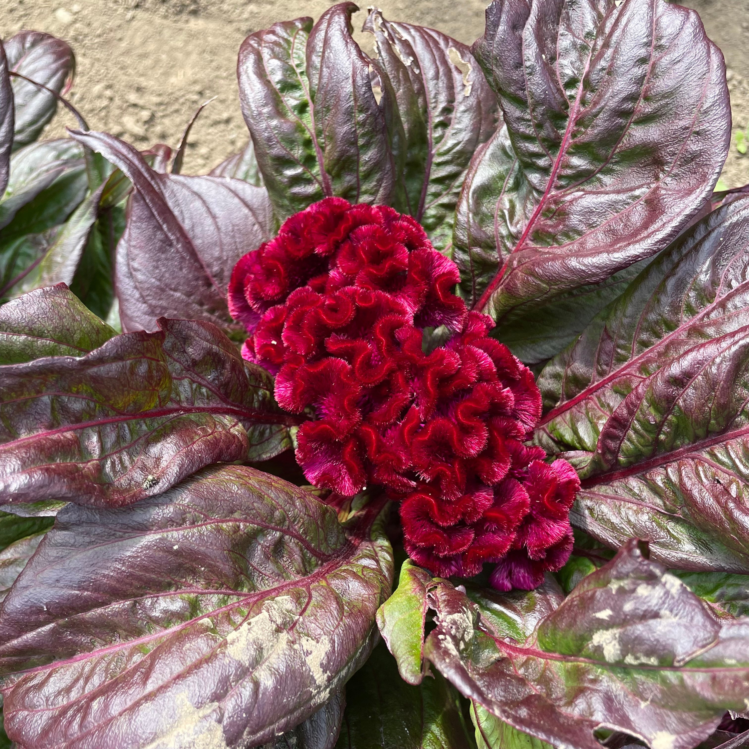 Dracula Celosia Seedlings