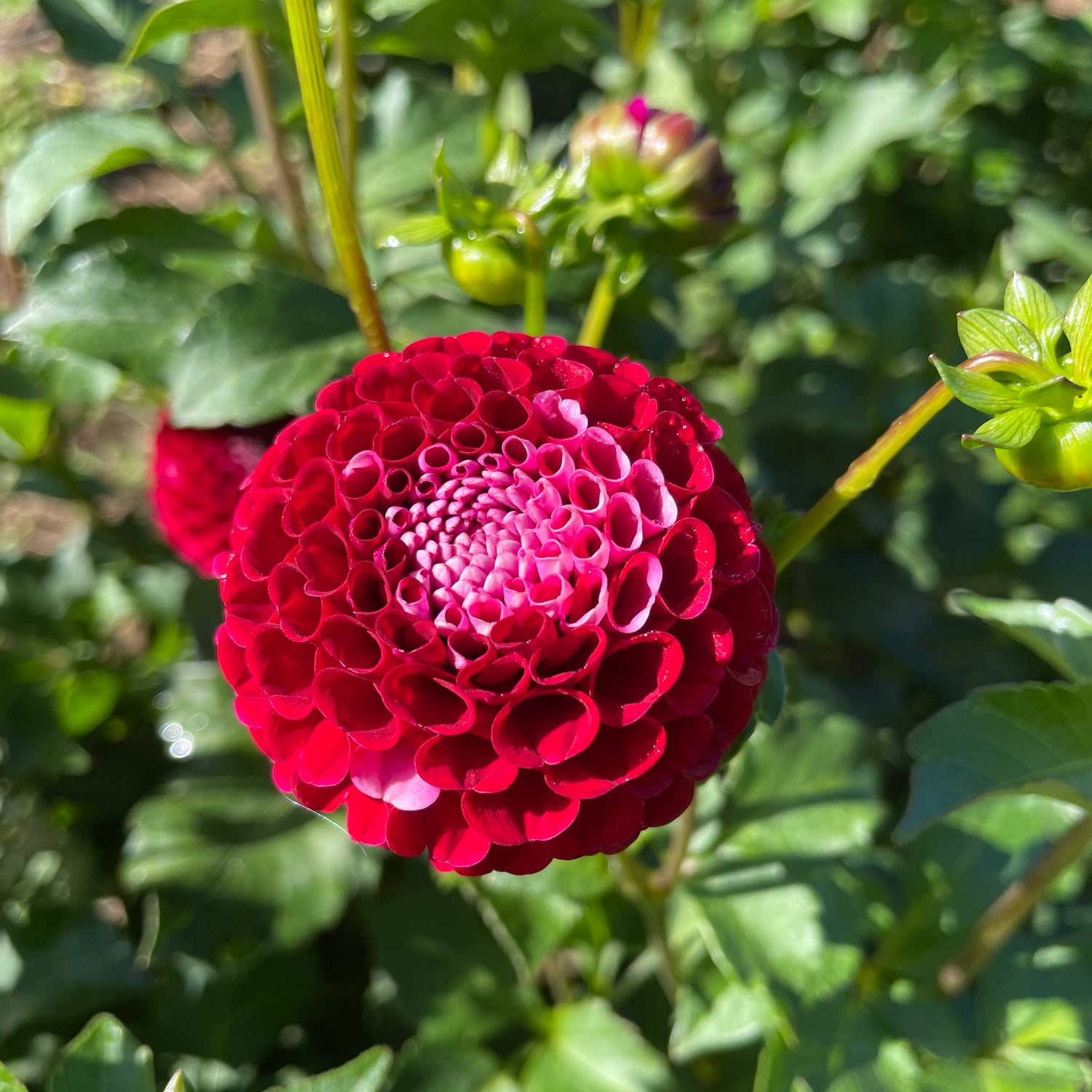 Chikadee Dahlia Tuber