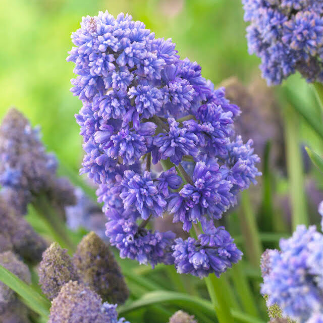 Muscari &