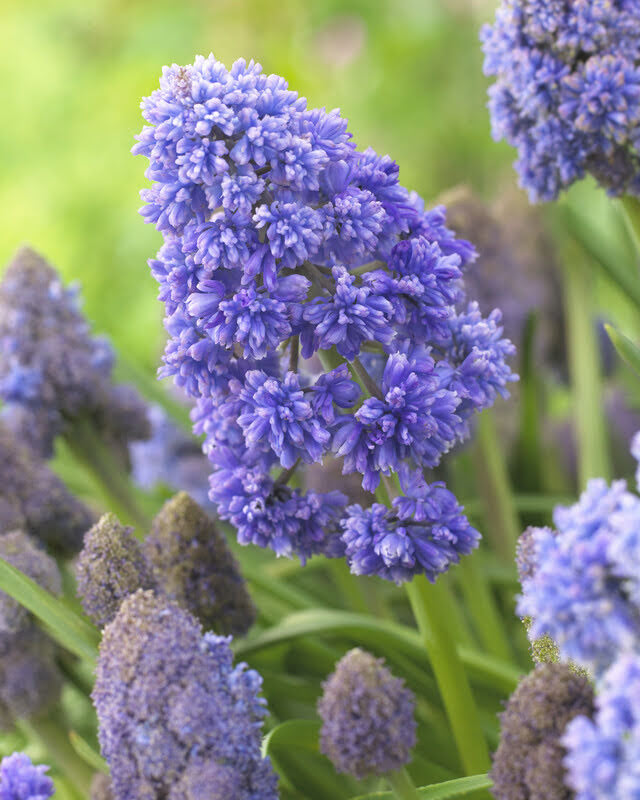 Muscari &