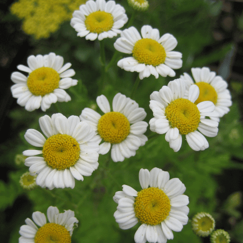 Feverfew vendor-unknown