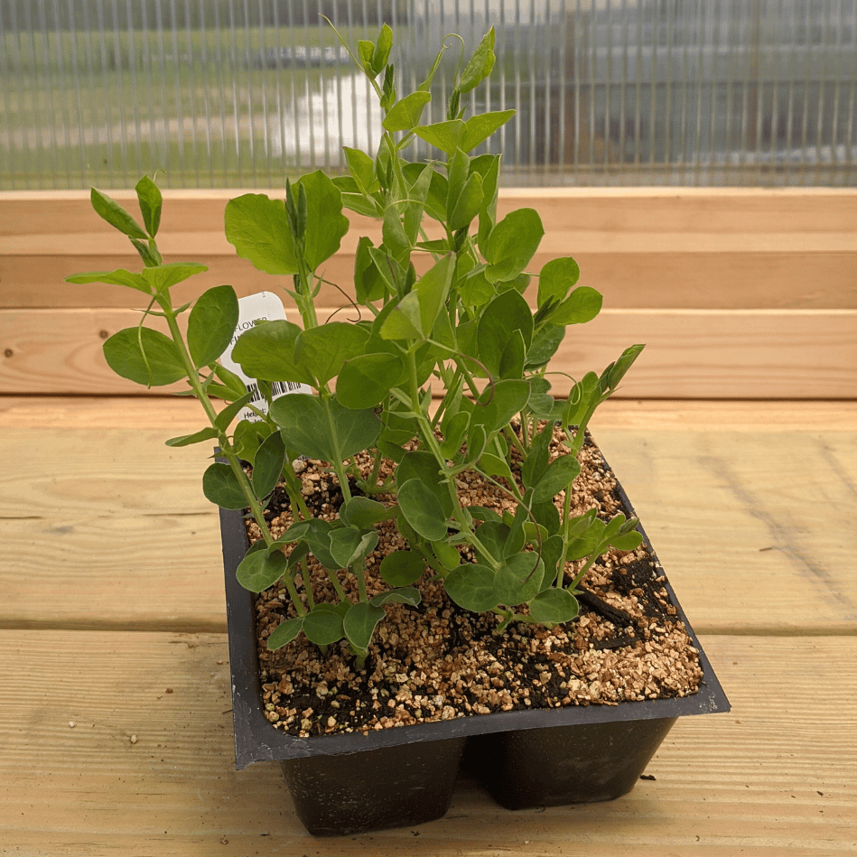 Finnriver Sweet Pea Seedlings