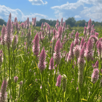 Flamingo Feather Celosia